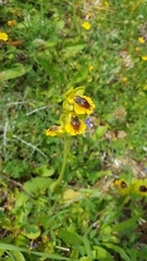 Ophrys sicula