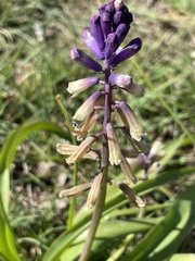 Bellevalia trifoliata