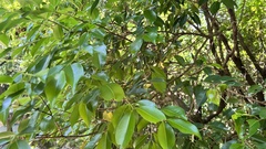 Syzygium formosanum
