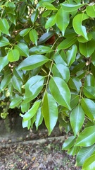 Syzygium formosanum