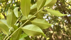Syzygium formosanum