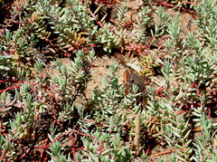 Chenolea diffusa