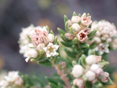 Phylica axillaris