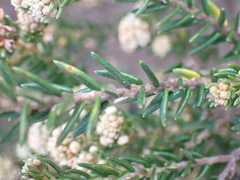 Phylica axillaris