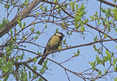 Parus major