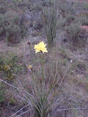 Bobartia robusta