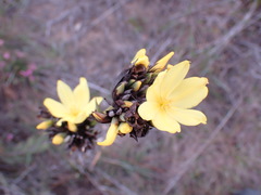 Bobartia robusta