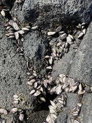 Isognomon californicus