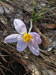 Crocus tauricus