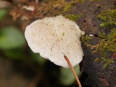 Postia lactea