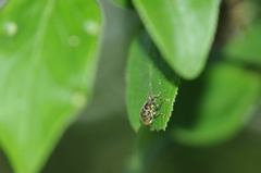 Phyllobius betulinus