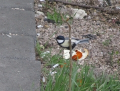 Parus major