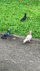 Columba livia domestica