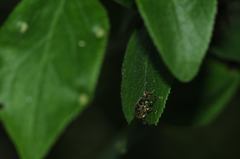 Phyllobius betulinus