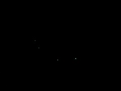 Arachnocampa