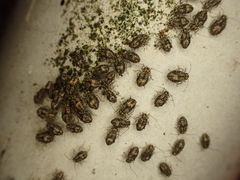 Nimbopsocus australis