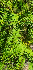 Veronica subfulvida