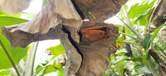 Kerivoula picta