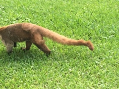Nasua narica yucatanica