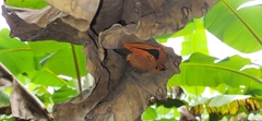 Kerivoula picta