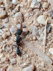 Harpegnathos venator
