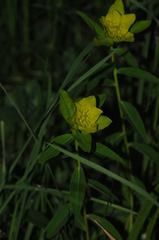 Helioscopia