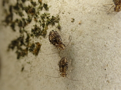Nimbopsocus australis