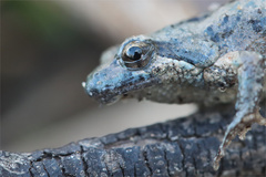 Crinia parinsignifera