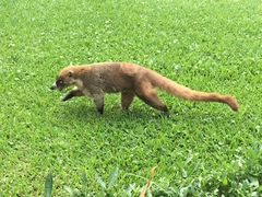 Nasua narica yucatanica
