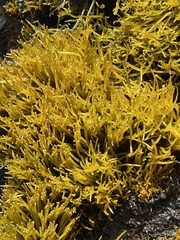 Ahnfeltiopsis concinna