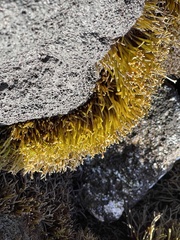 Ahnfeltiopsis concinna