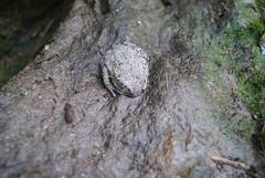 Leptobrachium