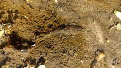 Knipowitschia punctatissima