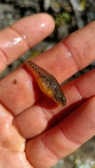 Knipowitschia punctatissima