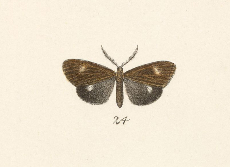 Polypoetes deldon