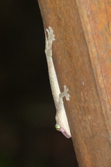 Gekko albomaculatus