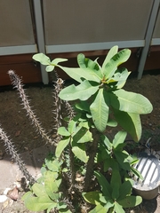 Euphorbia milii