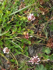 Trifolium thalii