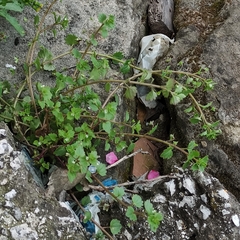 Veronica panormitana