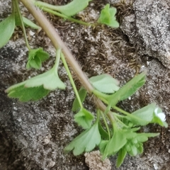 Veronica panormitana