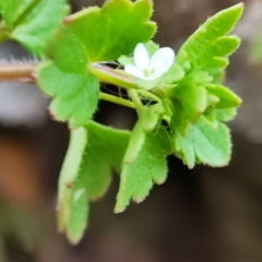 Veronica panormitana