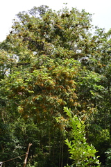 Pometia