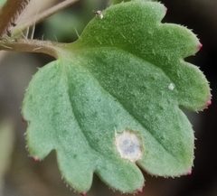 Veronica panormitana