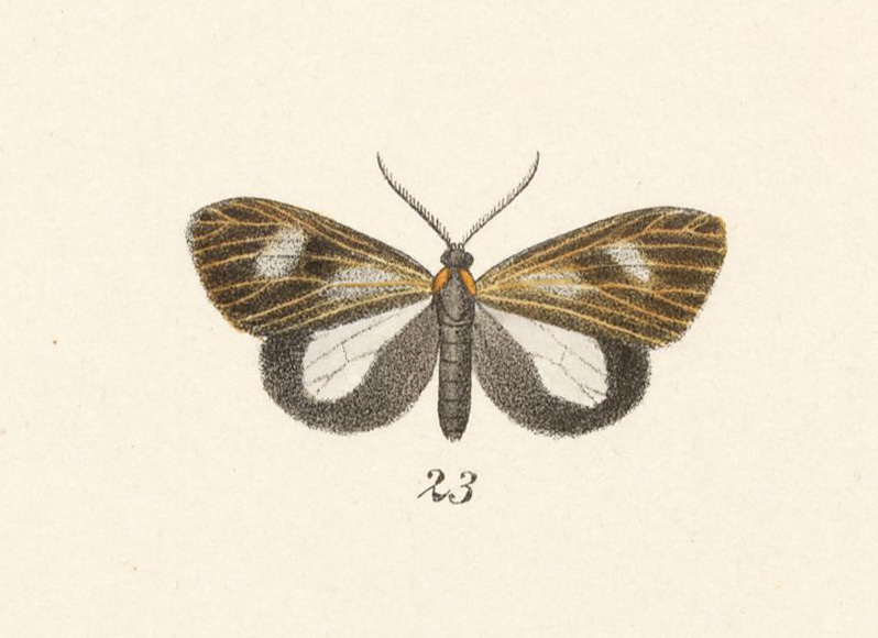 Polypoetes etearchus