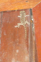 Gekko albomaculatus