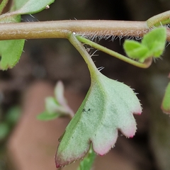 Veronica panormitana