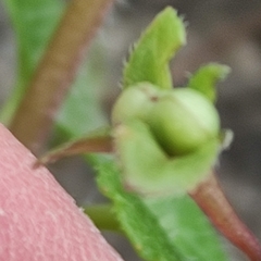 Veronica panormitana