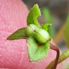 Veronica panormitana