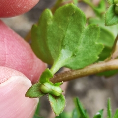 Veronica panormitana
