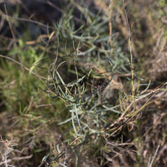 Bupleurum fruticescens